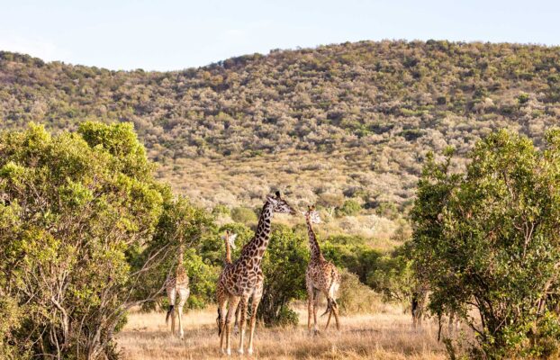 Best Safari Options Near Cape Town