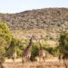 Safari Near Cape Town