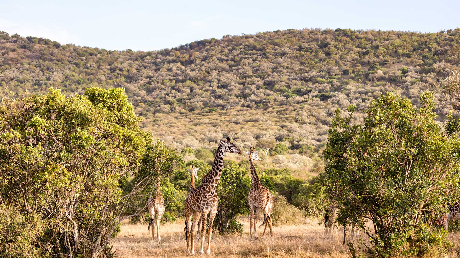 Best Safari Options Near Cape Town